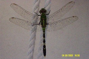 Dragonfly