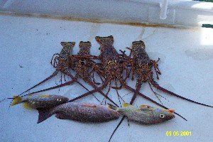 Lobster and fish